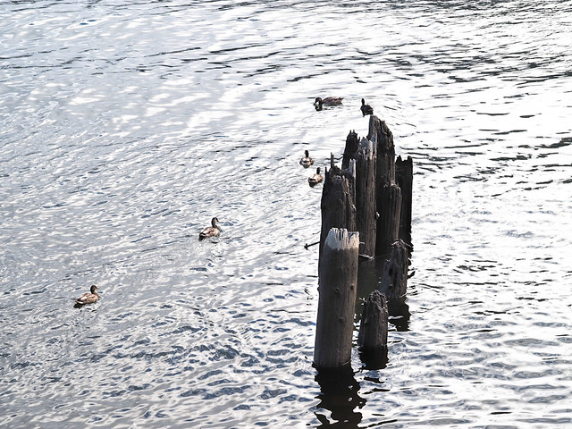 Morning Ducks on the Willamette