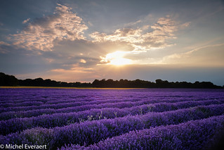 Kent Lavender Sunset