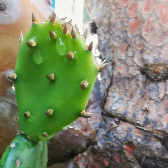 Opuntia ficus-indica -Cactus Pear -Ficodindia by Gianni Del Bufalo CC BY 4.0