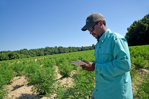 Bertie County extension agent Jarrett Hurry takes notes while touring a Broadway Hemp field.