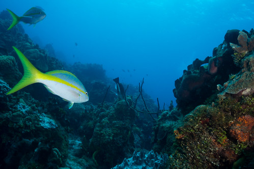 Yellowtail Snapper - DSC04158a | by rwe0207
