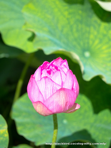 Lotus 20180630 #06 | OLYMPUS DIGITAL CAMERA | osanpo | Flickr