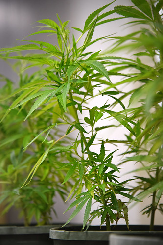Industrial hemp plants on display during a law enforcement information session at the Piedmont Research Station.