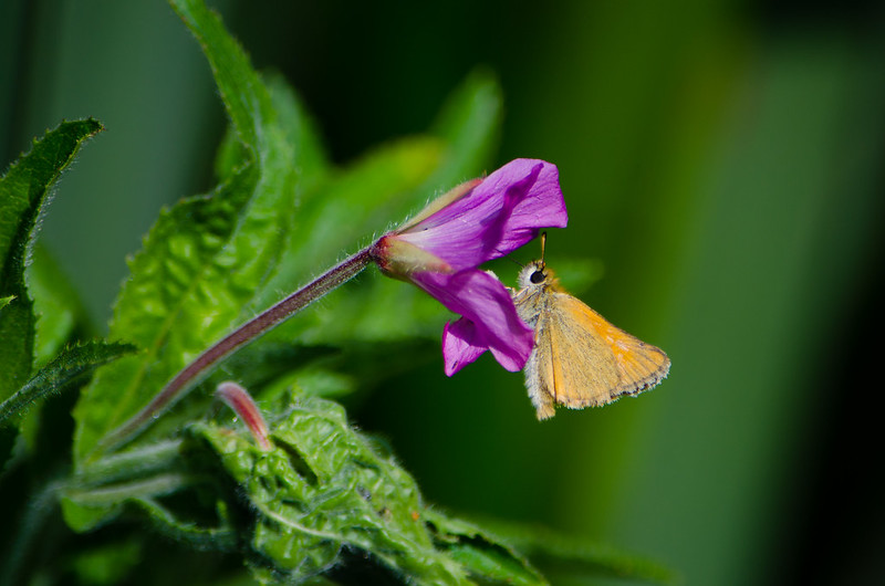 Skipper butterfly on great willowherb flower