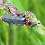 Gemeiner Weichkäfer (Common Dark Soldier Beetle, Cantharis fusca)