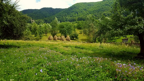 landscape haystack wildflowers trees hills trestieniprahova valeadoftanei