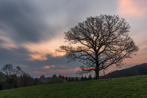 Herberge by Markus Trienke, herberge schalksmühle nordrheinwestfalen deutschland de sauerland tree nature landscape morning sunr