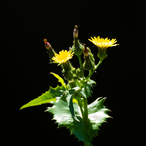 Sow thistle overhanging canal