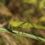 Männliche Gemeine Sichelschrecke (Sickle-bearing Bush-cricket, Phaneroptera falcata)