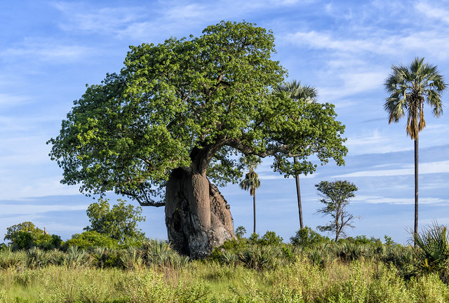 BOTSWANA:   BAOBAB TREES