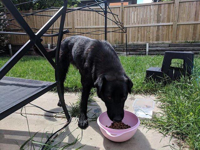Found black lab/shep type dog in #woodbine #tsuutina Pls rt & share to find famly YYC Pet Recovery shared Kassandra Johnson's post. Found this little guy at the Tsuu T'ina Bottle Depot. We've just taken him home to feed him. Taking him to a vet soon to ch