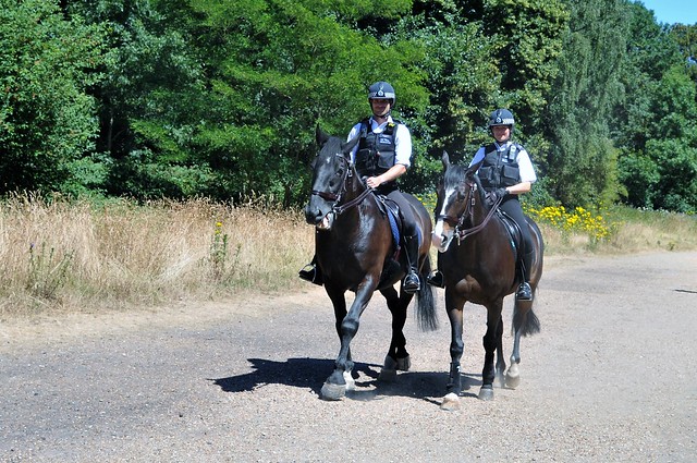 London Metropolitan Police Mounted Division On The Heath