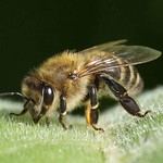 Westliche Honigbiene (Western Honey Bee, Apis mellifera)