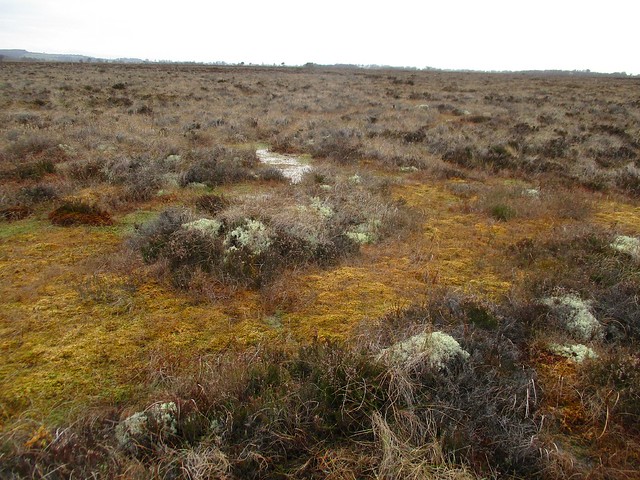 Raised bog pool system with ling heather and white Cladonia lichen on hummocks. Photo by Micheline Sheehy Skefffington