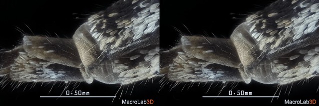 [Cross View 3D] Inspecting European mosquito (Aedes (Ochlerotatus) annulipes),  under extreme zoom