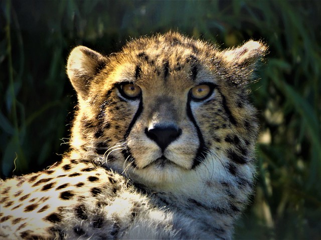 Cheetah at Wingham Wildlife Park
