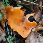 Gemeiner Orangebecherling (Orange Peel Fungus, Aleuria aurantia)