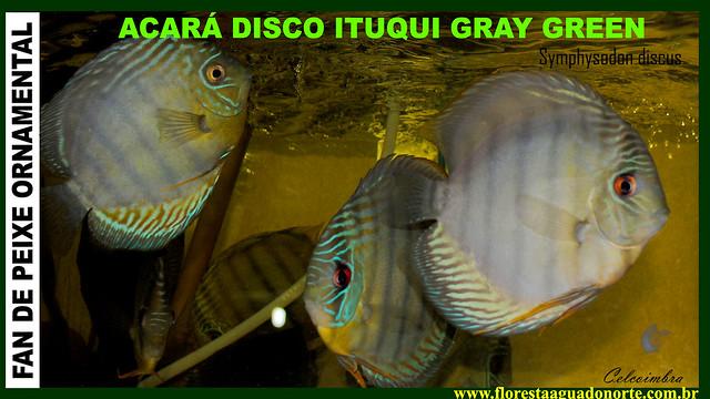 FAN DE PEIXE ORNAMENTAL - Wild Discus Ituqui Gray Green - Acará Disco Selvagem – Symphysodon discus – Carmen Coimbra