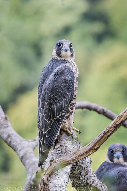 Stereo Peregrine Falcons - Juvenile (Falco peregrinus) 'L' for large
