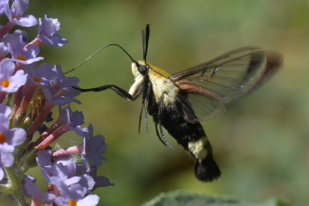 California Clearwing Moth working non-native Butterfly Bush