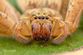 Huntsman spider (Olios sp.) - DSC_3242