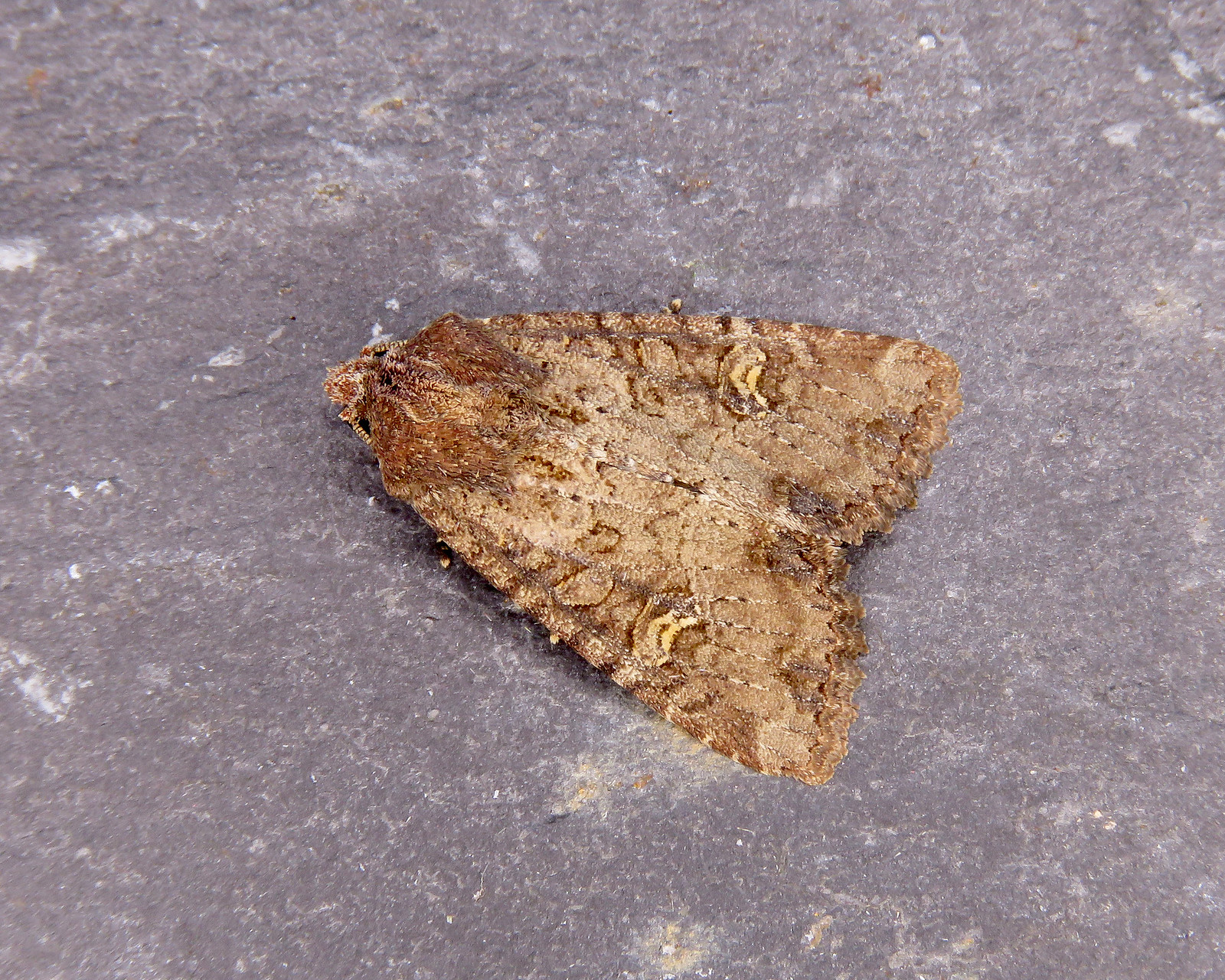 73.169x Common Rustic - Mesapamea secalis agg.