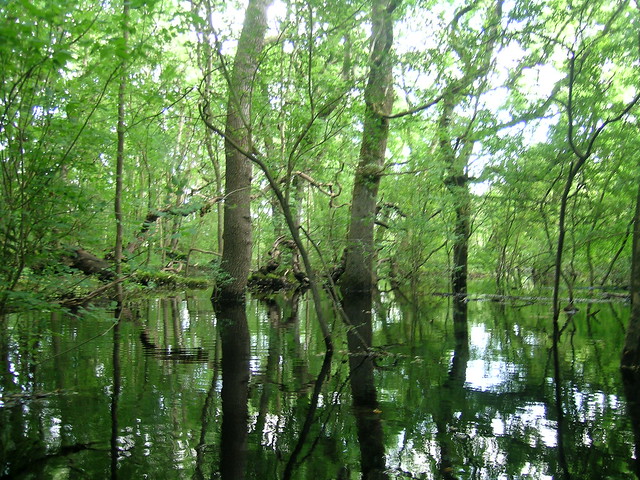 Other wet woodland in turlough basin. Photo by Micheline Sheehy Skefffington.