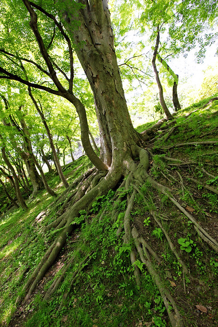 The firm grip of roots