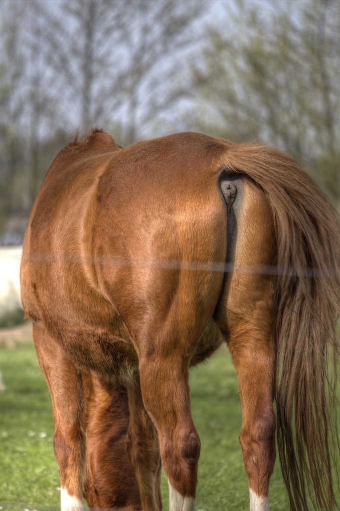 Horse / Mare. Husky Husky Flickr