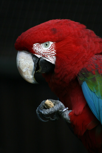 Parrot Week, Monday - Scarlet Macaw