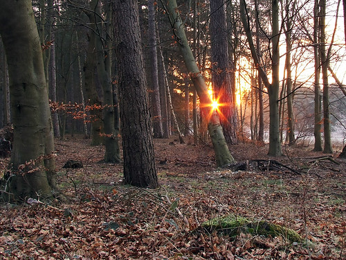 trees sun sunlight forest sunrise woods earlymorning sparkle ghostly magical starry thetfordforest smallaperture