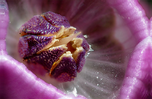Cyclamen Flower Macro #2 by Doug Knisely