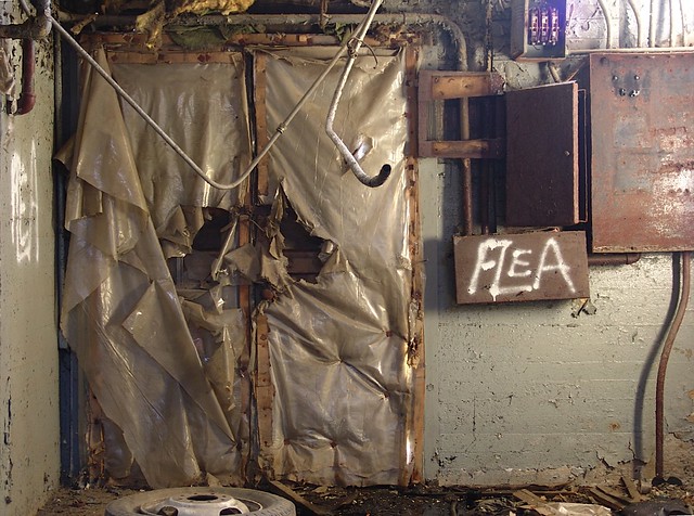 Search: flea | Flickr