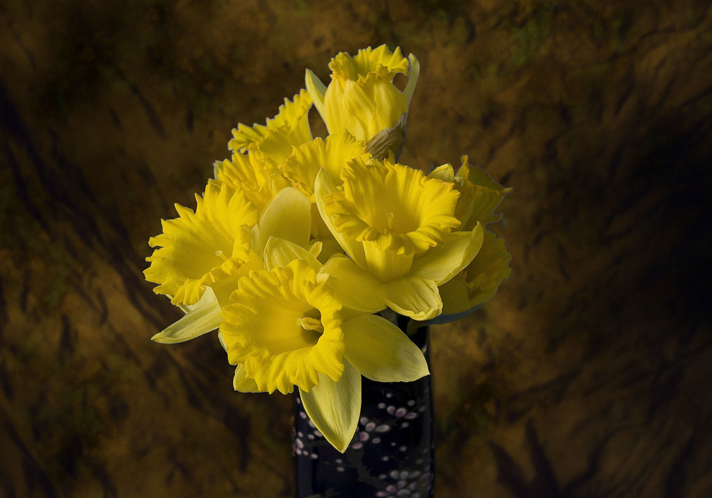 Studio Daffodils