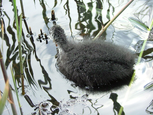 London Wetland Centre - Moor Hen Chick - Sunday April 22nd 2007