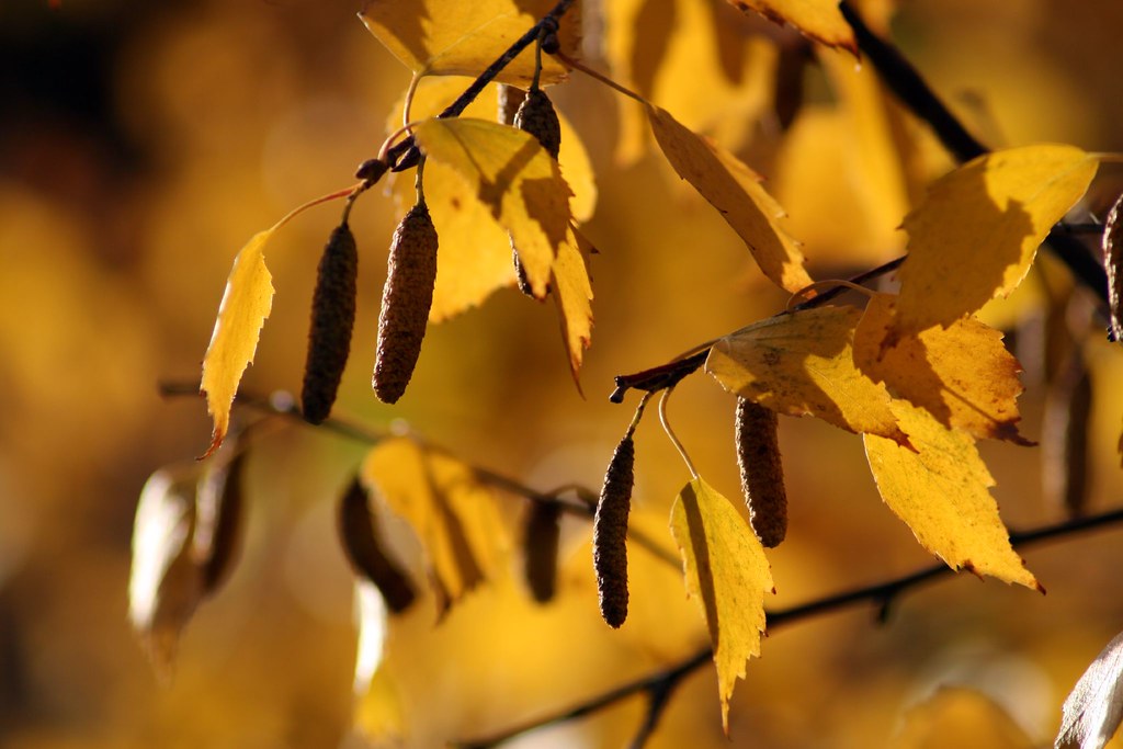 Autumn | Stuart Robertson Reynolds | Flickr
