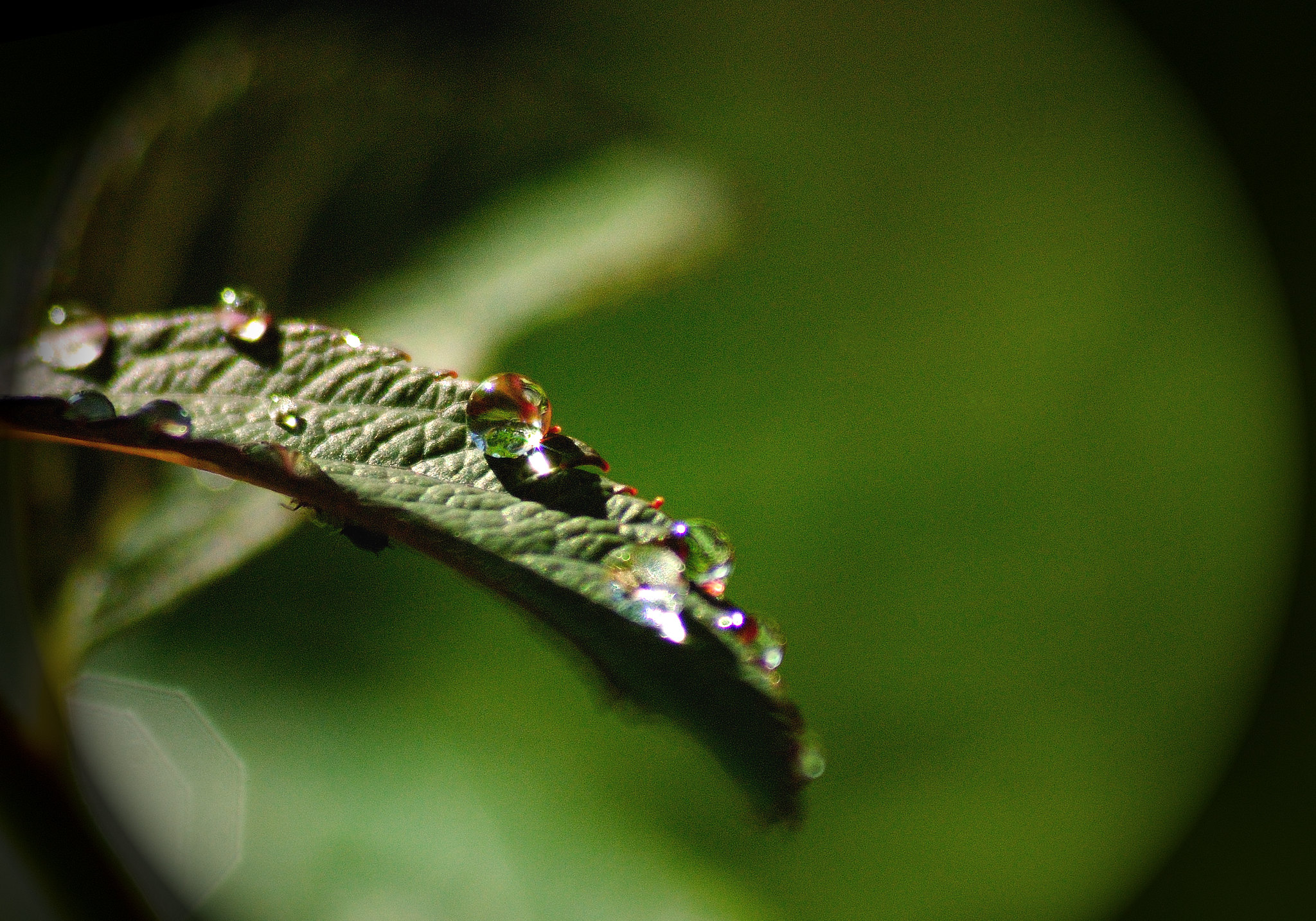 Forecast: Rain