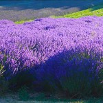 Lavender @ Darent Valley..