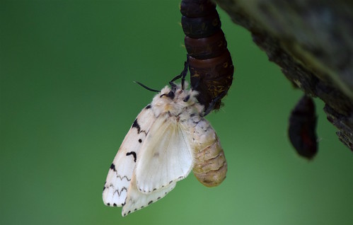 Gypsy Moth Female