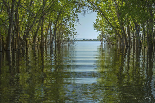 water lakelowell nampaidaho lake trees serenity tranquil beauty flood inlet summer green blues wooded tree sky wood river serene landscape park boat pretty art artofimages reflections waves beach storybook flickr masterpiece allthingsearthy thebestwaterscapesandlandscapes waterscapes inspiringcapturesandartgroup supremeimages professional view viewpoint perspective royalgroup finegold masters lighting fantasy fantastictreephotography fantasticcapture ripples