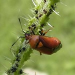 Rote Weichwanze (Red-spotted Plant Bug, Deraeocoris ruber)
