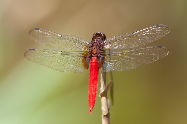 Red Dragonfly (Hong Kong)