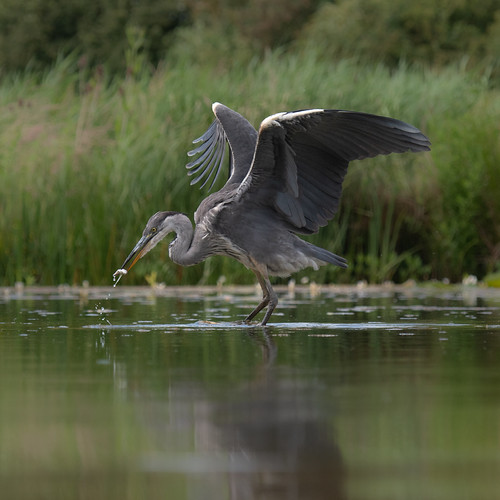 DSC_8227 HERON | by IrishRedKite