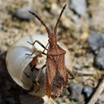 Rotbrauner Stachler (Denticulate Leatherbug, Coriomeris denticulatus)