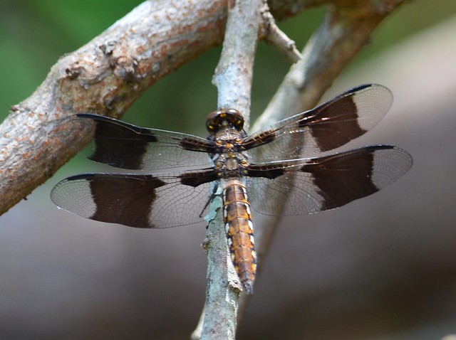 Common Whitetail dragonfly
