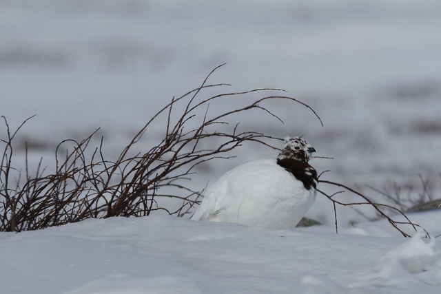 Adult male rock ptarmigan, Lagopus mutus, sitting in snow with willow branches in the background