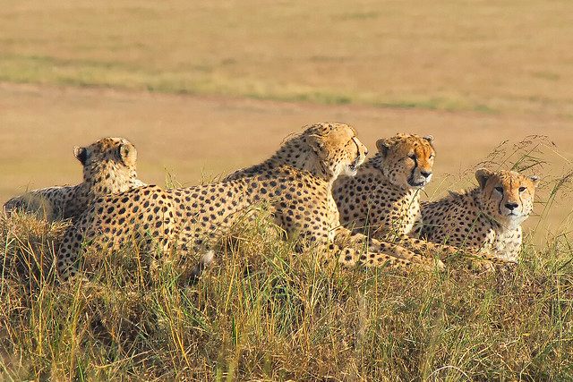 The 5 Male Cheetahs, Maasai Mara