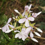 Echtes Seifenkraut (Soapwort, Saponaria officinalis)