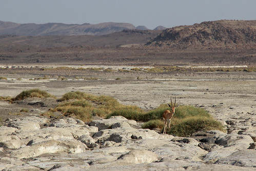 Lac Abhé by benoit871, douda ghoubbet ghoubbetelkharab ginni golfe kharab kôma moucha tadjourah abbe abhe ali alisabieh ase