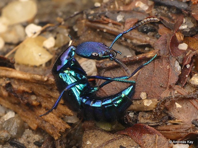 Rove beetle, Plochionocerus sp., Staphylinidae